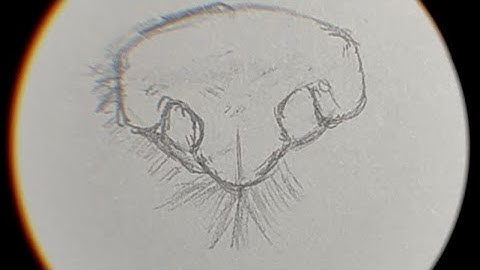"How to Draw a Realistic Dog Nose - Step by Step Tutorial for Beginners