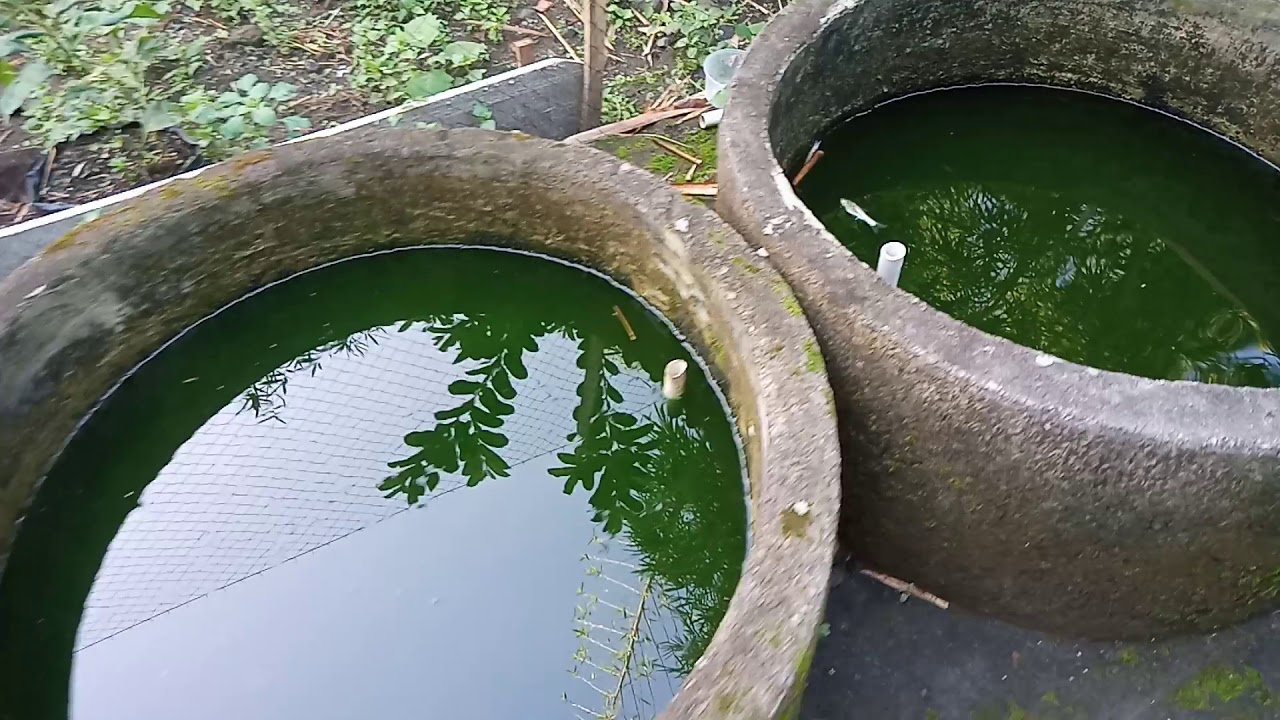 Budidaya Lele menggunakan kolam kecil 