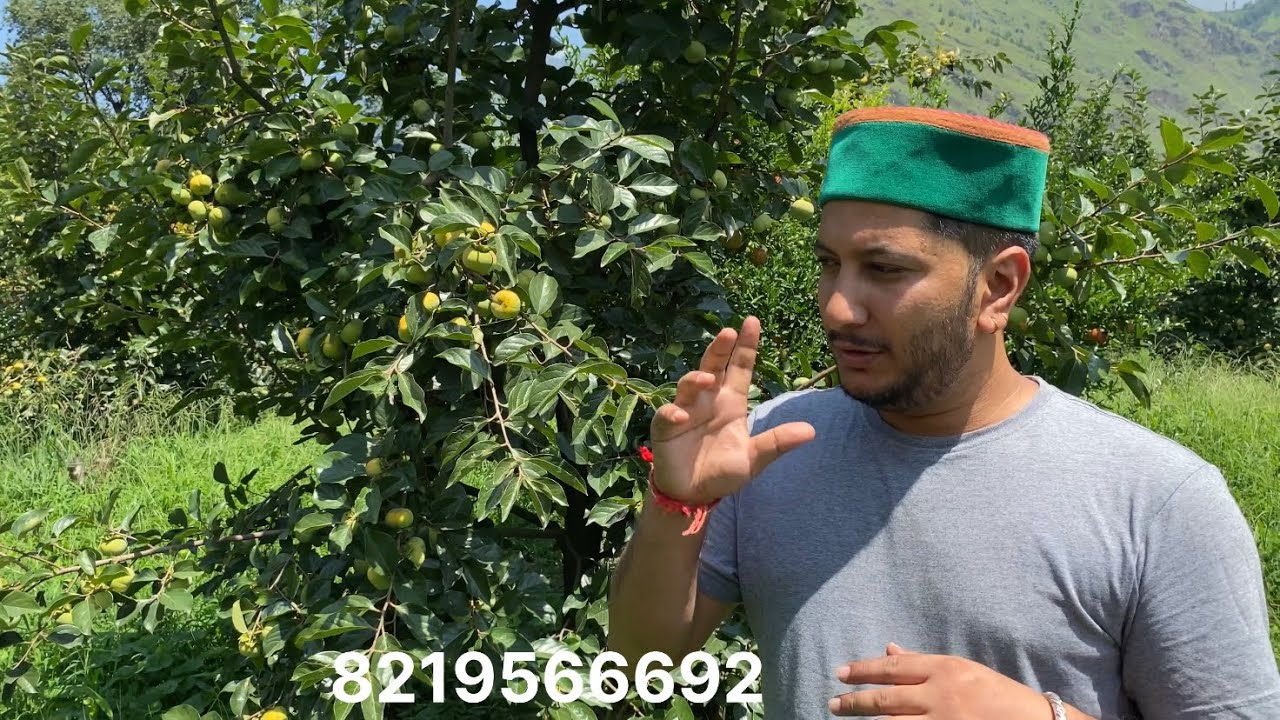 Japani (persimmon) Orchard Tour|| जापानी की जानकारी
