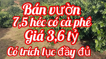 180 bán vườn CÀ PHÊ, có Sầu Riêng, đất rẻ quảng trực, Tuy Đức, Đăk Nông