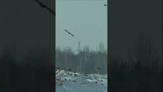 Орлан атакует | White-tailed eagle feeding.