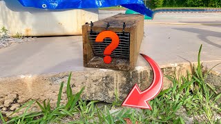 WHAT WAS LIVING UNDER MY GRANDMAS PORCH?! WE TRAPPED IT!