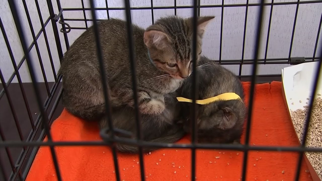 cute cats for sale Anglea Kinsey: 'Everybody here loves cats'