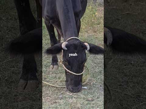 Desi Com Enjoying Music Music Trending Cuteanimal Funny 2025