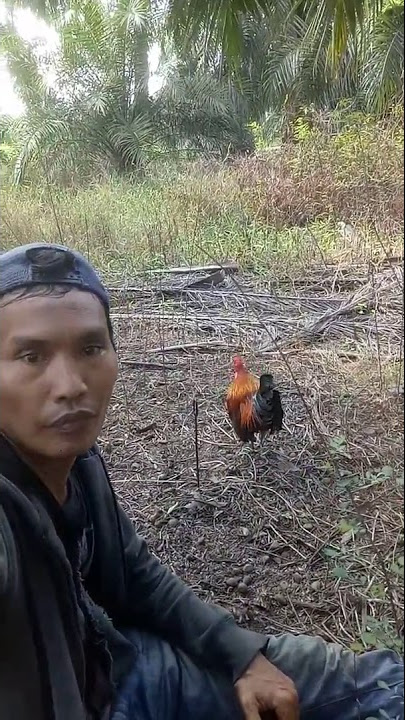Pikat Ulong Boha