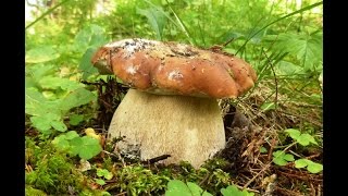 SUOMI 2014 raccolta porcini in Finlandia Herkkutatti vuonna Suomessa 2014