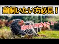 【2022年最新版】ニワトリ飼いたい人の疑問を全て解消します!