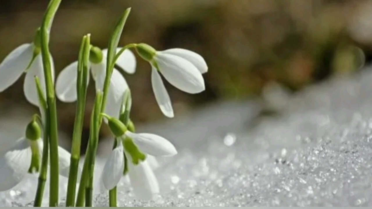 DÜNYANIN BÜTÜN ÇİÇEKLERİ- Ceyhun Atuf KANSU