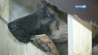 Клонированные собаки уедут на службу в другие кинологические центры МВД России Клонированные собаки уедут на службу в другие кинологические центры МВД России