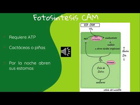 Vídeo: Diferencia Entre Plantas C4 Y CAM