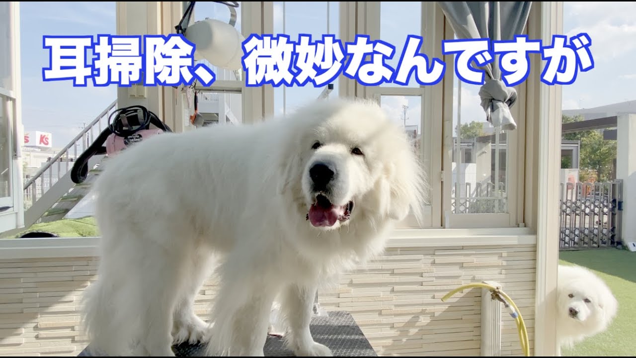 きれいに耳掃除 グレートピレニーズ