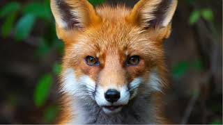 THE FOX'S SILENT STRIDE(A Sacred Chant for Strategic Wisdom & The Invisible Path)