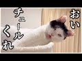 リリーが回復したので、みんなにチュールあげたら可愛いすぎた...