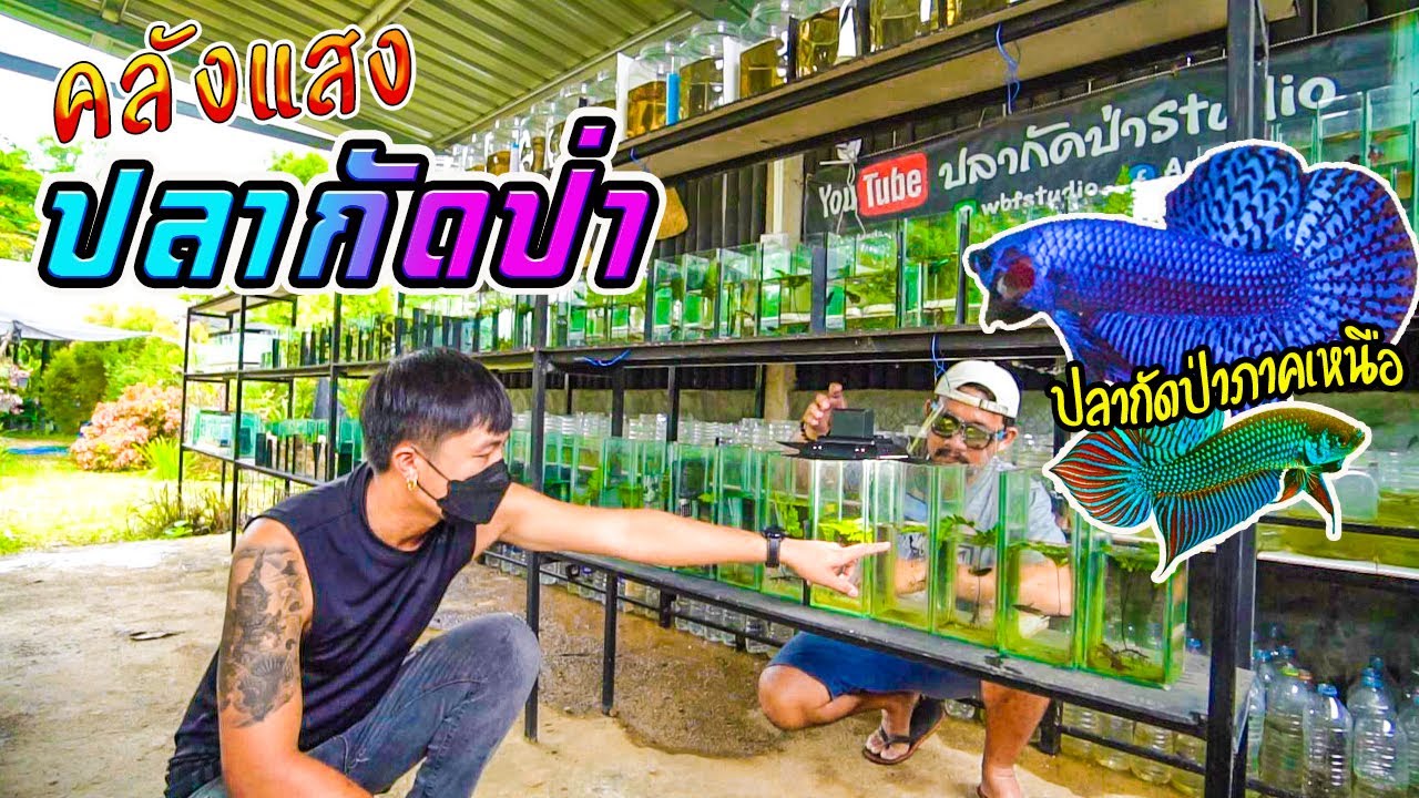 บุกฟาร์ม  ปลากัดป่า Studio เชียงราย เผยสูตรการเลี้ยงปลากัด