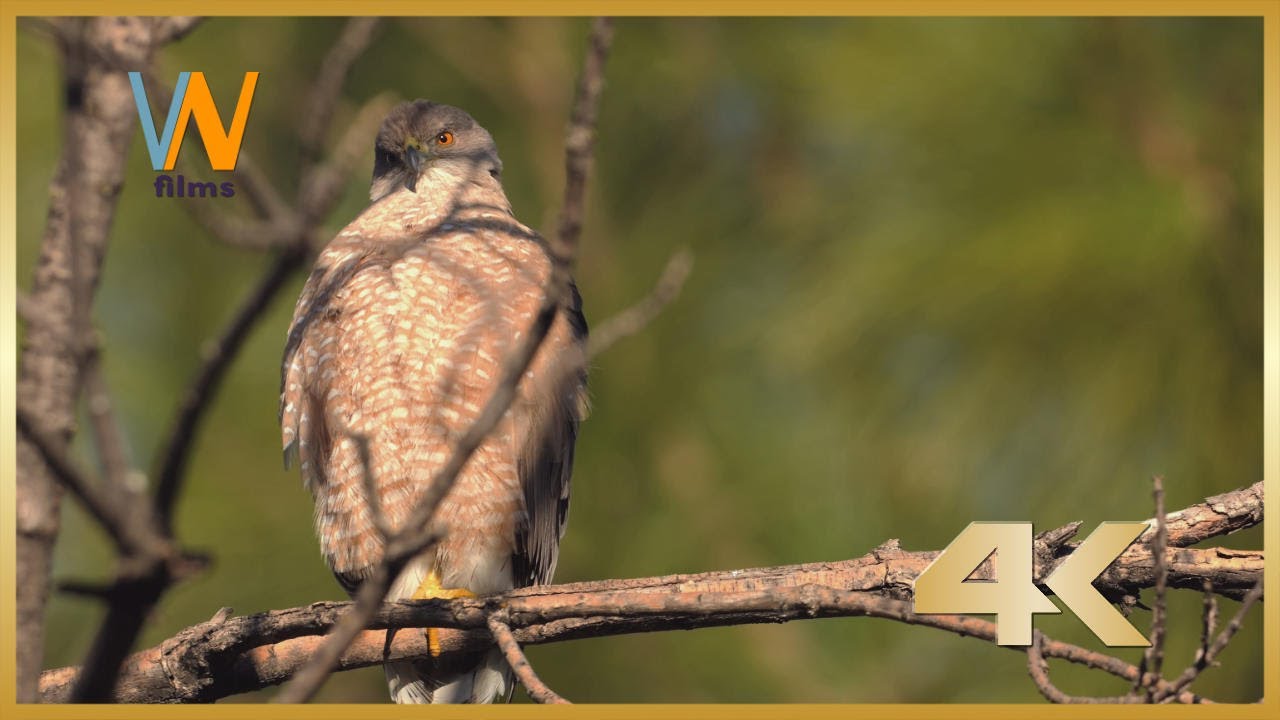 Bird Watching: Cooper's Hawk | Relaxing Wildlife Scenery & Sounds - YouTube