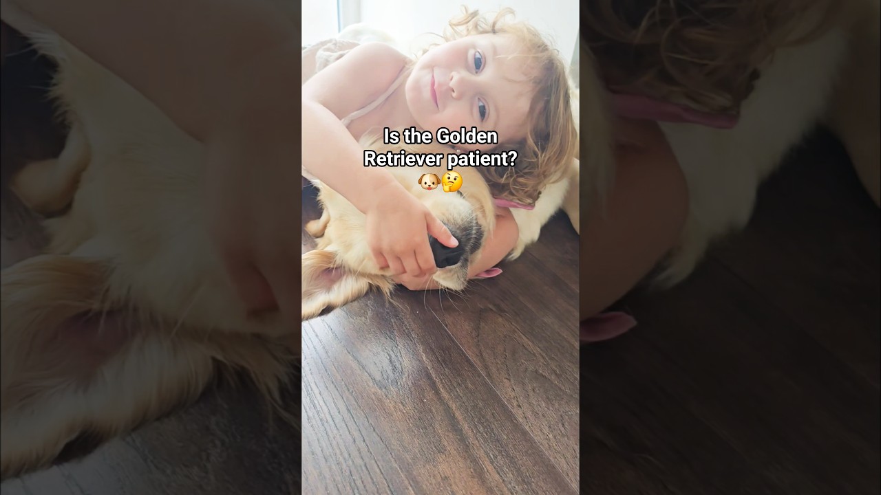 Patient - Golden Retriever and Little Girl... 