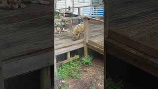 Lewy our pig on the back porch! smh, MY LIFE!