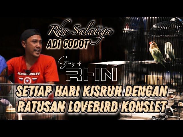 MENYELAMI LEBIH DALAM LOVEBIRD KONSLET VERSI OM CODOT RHN | #rhnsalatiga #lovebirdkonslet class=