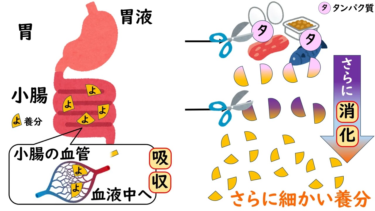小 6 理科 消化
