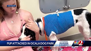 Puppy attacked in Ocala dog park, officers searching for dog's owners