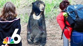 'It's real': Zoo expert weighs in on viral video showing bear standing on hind legs in China