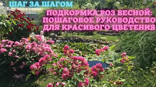 Подкормка роз весной: пошаговое руководство для красивого цветения.