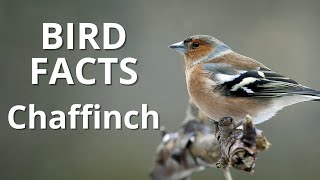 Bird Facts The Chaffinch Europes Colourful Finch In 1 Minute