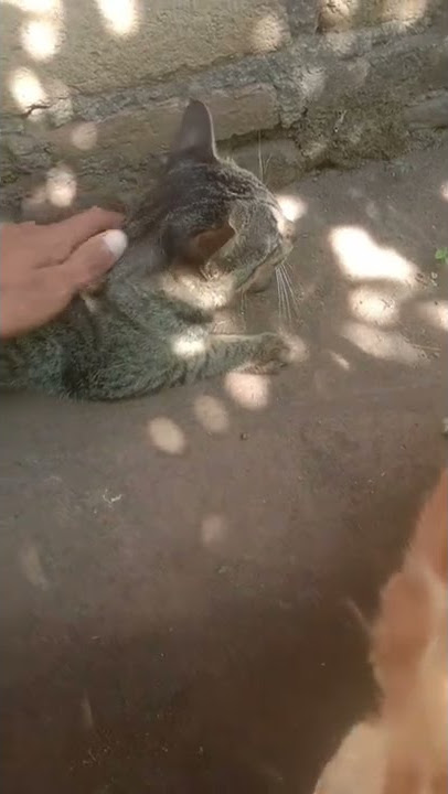 Jangan Buang Kucing Ya,Sini Biar Saya Rawat #shorts #kucing