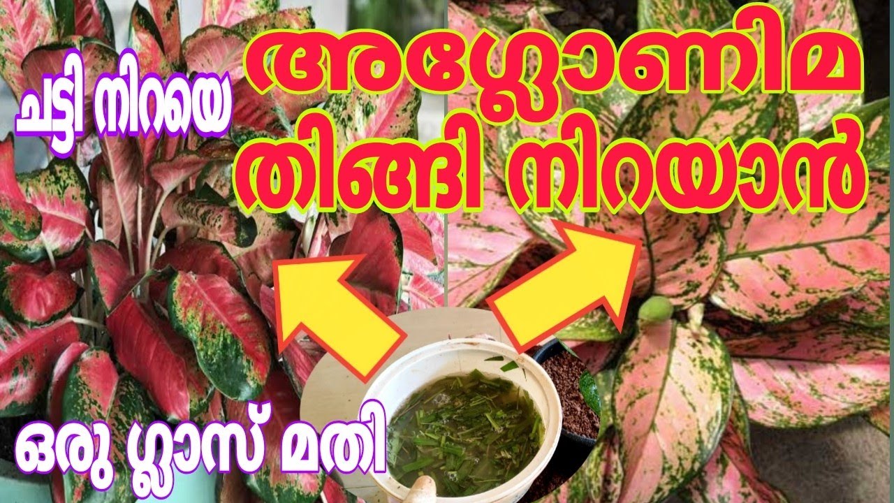 Aglaonema plant care | Indoor plant care malayalam