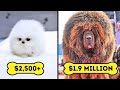 15 Most Expensive Dog Breeds In The World