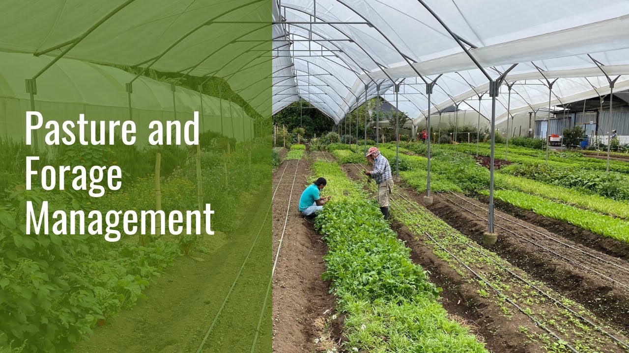 Pasture and Forage Management - Best Practices to Manage your Animal Production