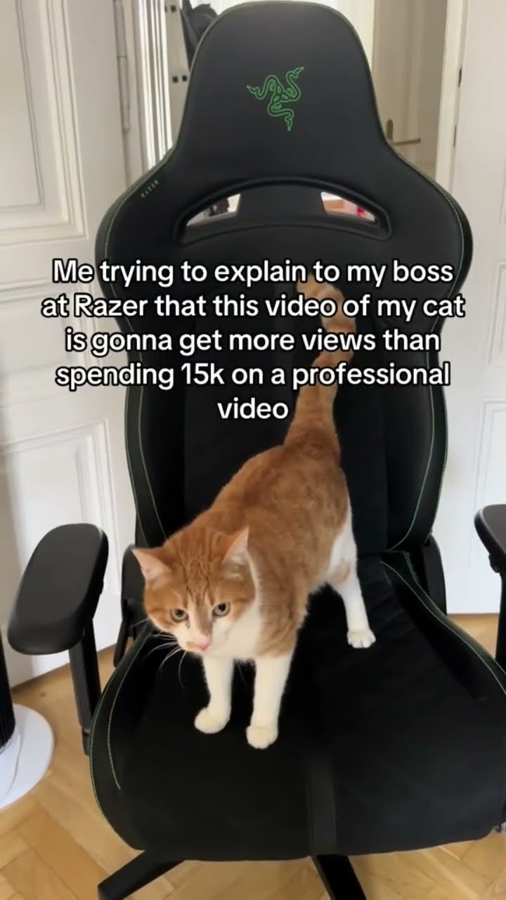 When you working with razor but the very cute Kittyo carrying