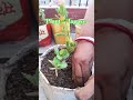 🪴🌱Plant Lagaye🌱🪴#gardening #trending#viral #short #ytshort #subscribe #like