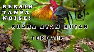 THE SOUND OF THE RED PARTNER CHICKEN | Especially for animal hunters in the forest