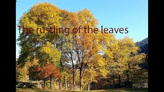 The rustling of the leaves Sound Effect