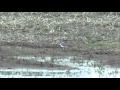 Little Ringed Plover