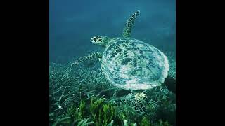 Heron Island | Queensland Island Accommodation