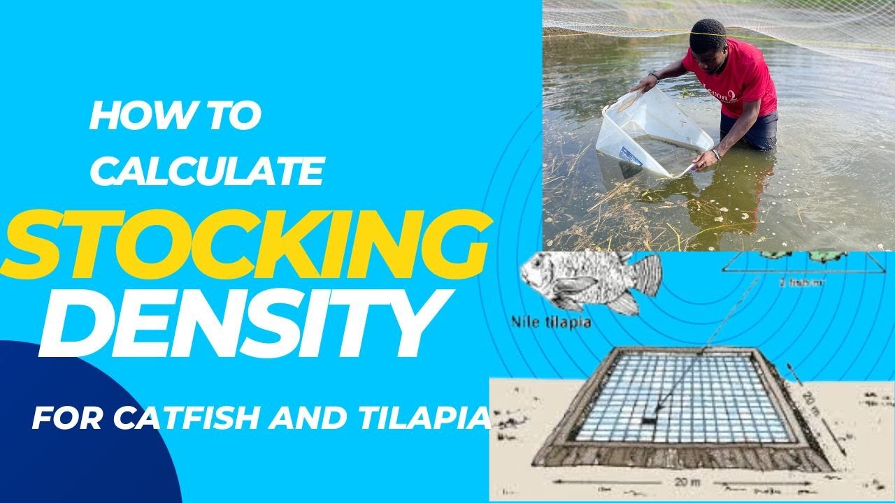 How to calculate stocking density for catfish and tilapia