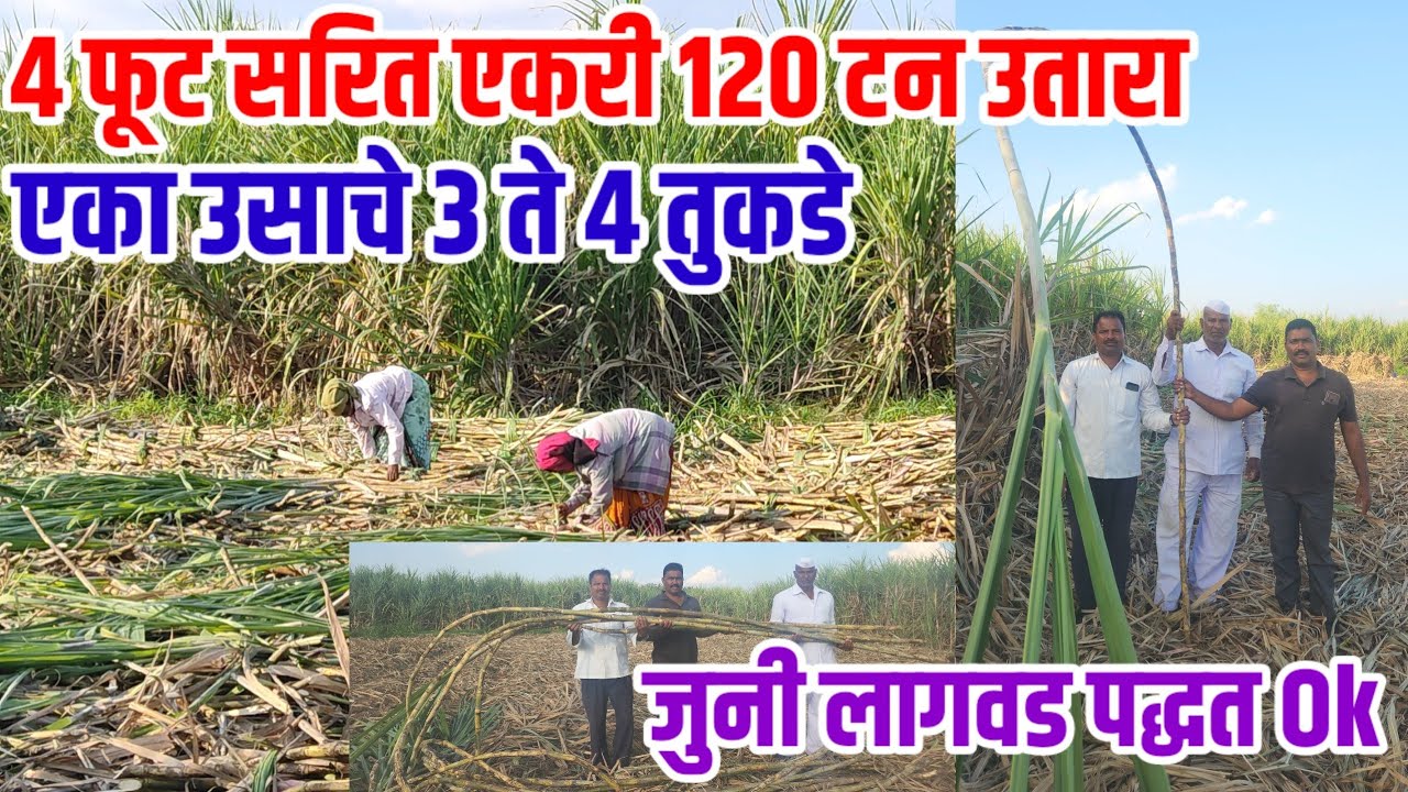 4 फूट सरि,86032 उसाचा एकरी 120 टन उतारा,उसाचे 3 ते 4 तुकडे,45 कांड्या,sugarcane ऊस_शेती,visionvarta