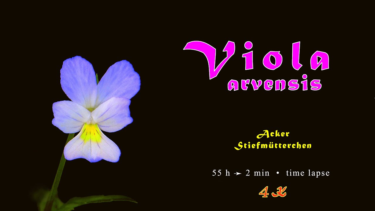 Viola arvensis, Acker Stiefmütterchen, Änderung der Blütenfarbe, 4K, time lapse, trilingual