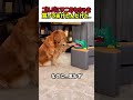【笑劇】ゴルバにワニおもちゃを買ってあげたんだけど...　#いぬ #犬 #ワンコ #犬動画 #犬のいる暮らし #カワイイ #かわいい #shorts #面白い #面白動画 #ゴールデンレトリーバー