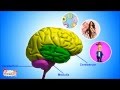 Brain Functions and Anatomy