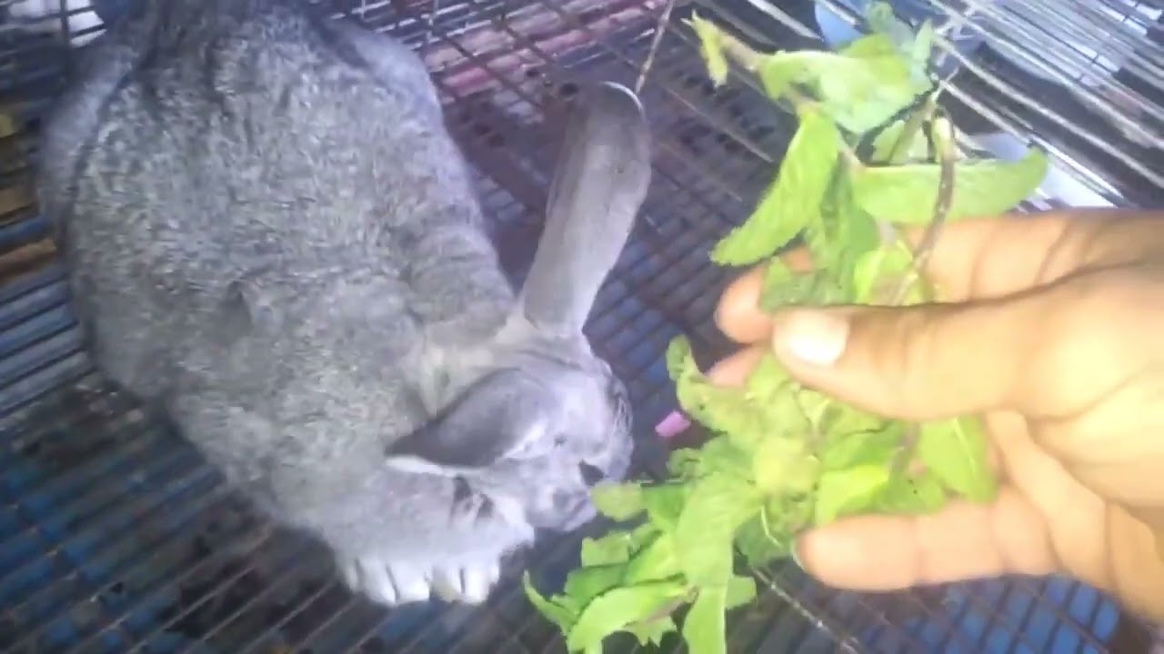 عندك أرنب عنده كرش منتفخ بالماء الحل بسييط و علاج فوري