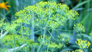Dill Flower