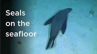 Seafloor survey surprised by deep-diving seals