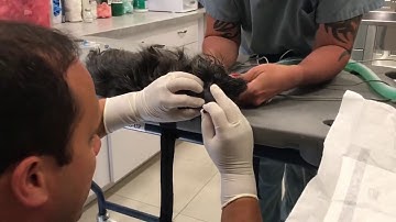 Performing a spinal tap (CSF analysis) in a dog