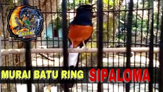 Murai Batu versi ciblek lovebird sambung kenari- Sipaloma N2RB SF