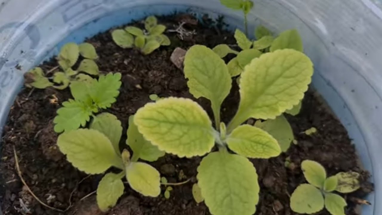 Çan Çiçekleri ve Yüksükotu Gibi İki Yıllık ÇiÇeklerin Gelişimi, Bahçemdeki Diğer Farklı Türler