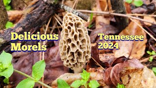 Morel mushroom hunting in Tennessee, March 2024