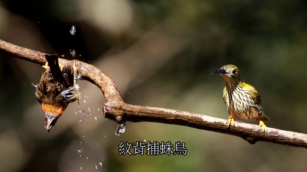 雲南百花嶺打鳥 - 第一集